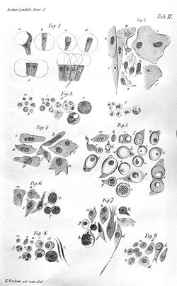 Illustration of Virchow's cell theory