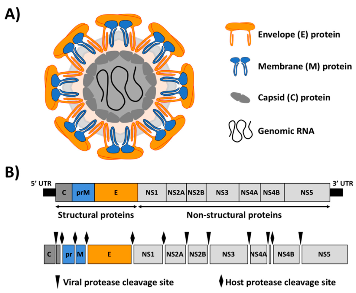 yellow fever virus labeled