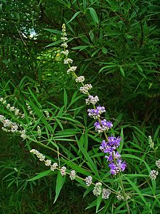 Vitex agnus-castus Inflorescence