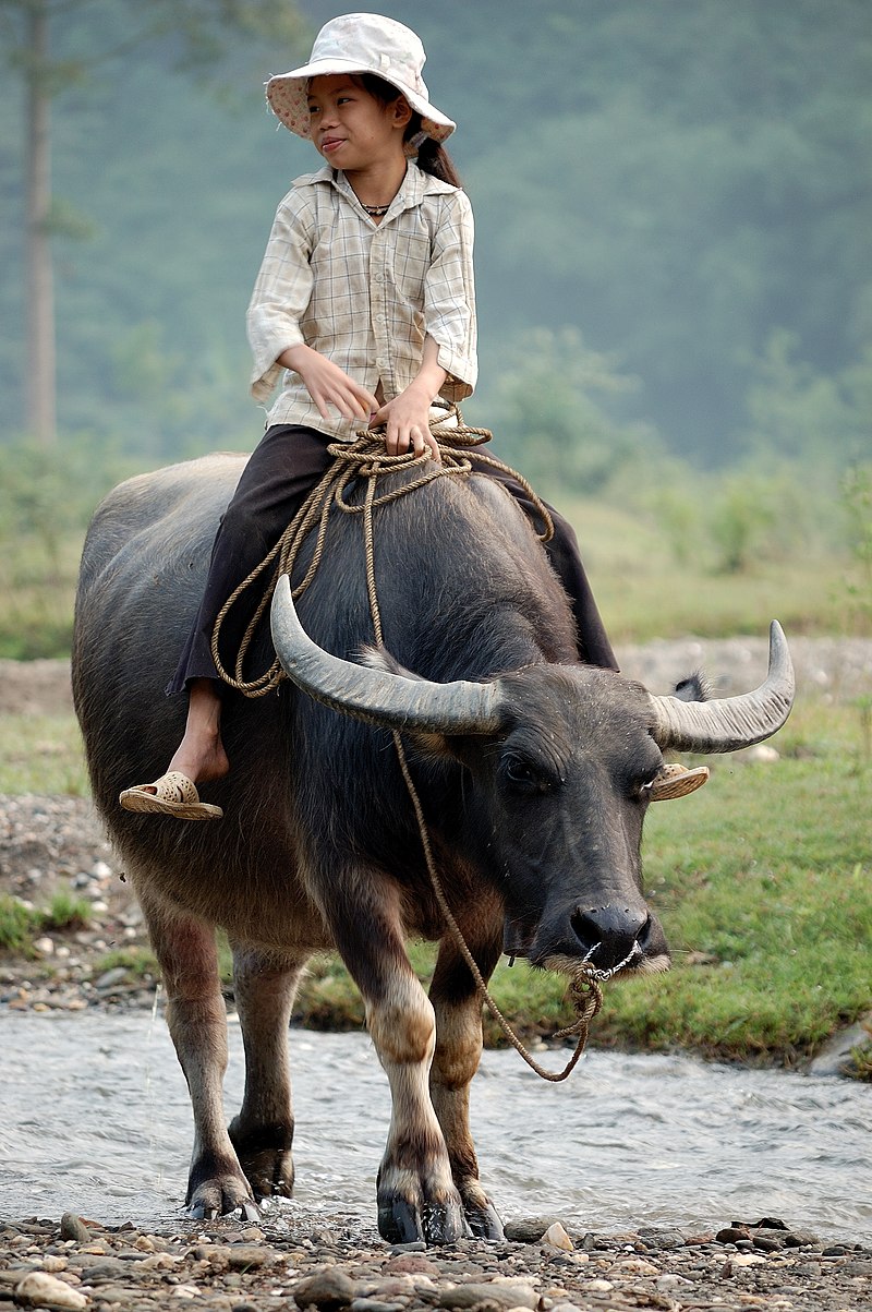 Hình tượng con trâu trong văn hóa – Wikipedia tiếng Việt