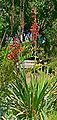 Watsonia fulgens