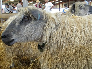 Wensleydale sheep British breed of sheep