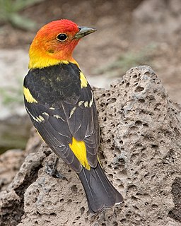 Western tanager Species of bird (Piranga ludoviciana)