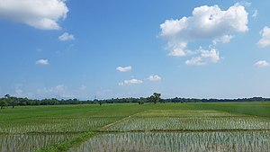 Wet rice paddy fields in Dibrugarh district, Assam, NE India.jpg