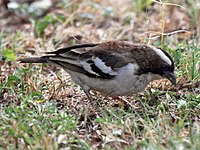 Weaver, White-browed Sparrow- Plocepasser mahali