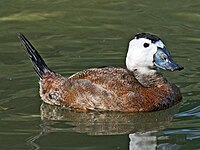 Duck, White-headed Oxyura leucocephala