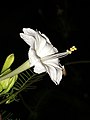 White Mirabilis flower.jpg