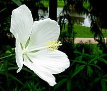 Hibiscus coccineus var. alba (White Texas Star or White Rose Mallow) -- Blossom