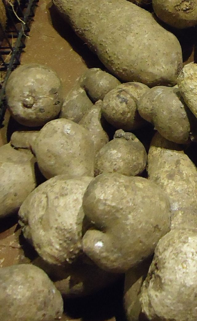 File:Yellow yam at Asian supermarket in New Jersey.jpg - Wikimedia Commons