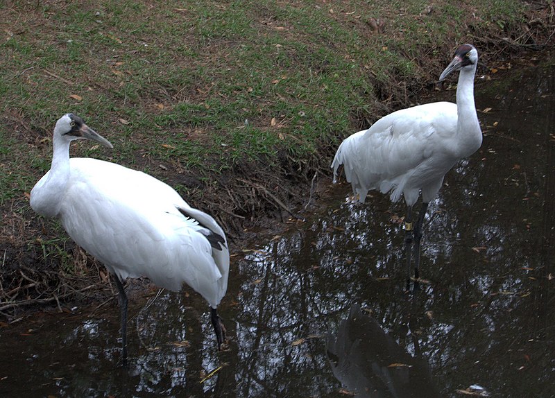 File:Whooping cranes (4530701077).jpg