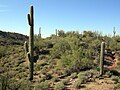 Il deserto nei pressi di Wickenburg, in Arizona.