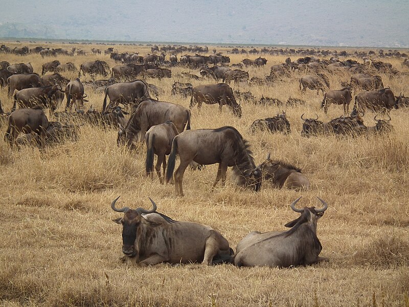 File:Wildebeest Connochaetes taurinus in Tanzania 4246 Nevit.jpg