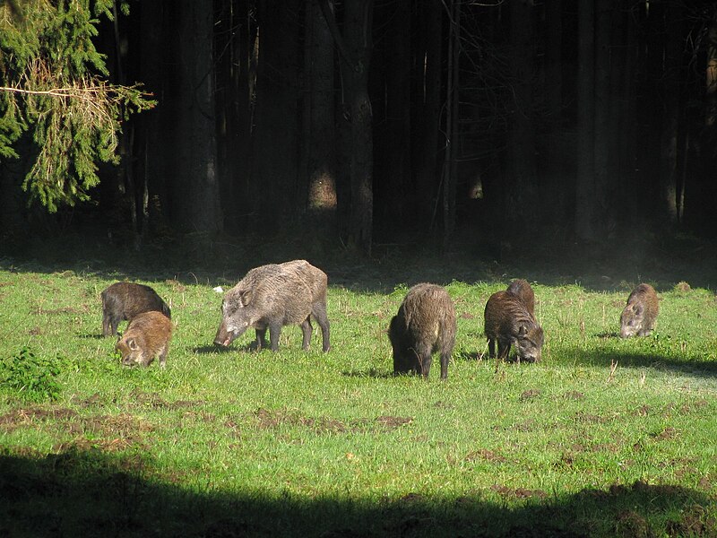 File:Wildschweine Forstenrieder Park-4.jpg