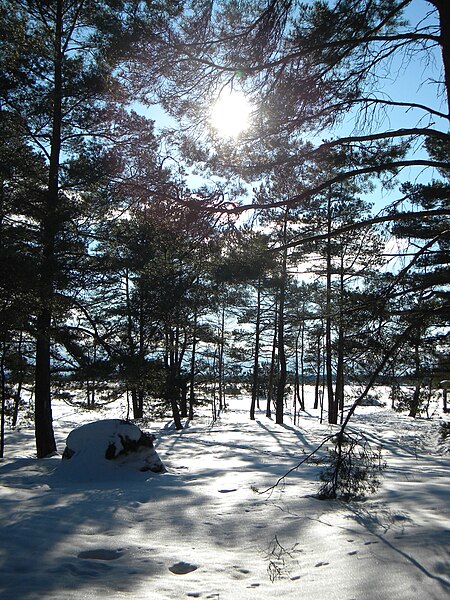 File:Winter in Kallahti Nature Conservation Area Helsinki.jpg