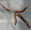 Immature male catkin