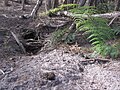 Wombat burrow-Narawntapu.JPG