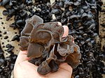 Wood ear mushroom harvest 2.jpg