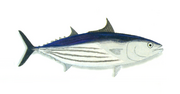 Thumbnail for File:XRF-Katsuwonus pelamis.png