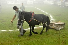 a small black horse dragging loaded wooden sled on grass