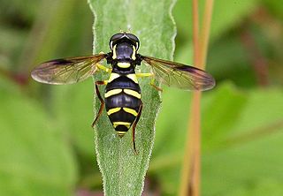 <i>Philhelius</i> Genus of flies