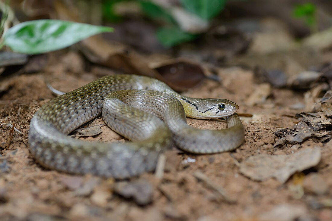 Yellow-spotted keelback