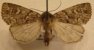 <i>Xestia borealis</i> Species of moth