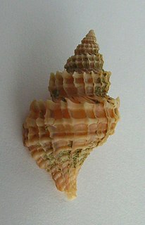 <i>Zeatrophon ambiguus</i> Species of gastropod