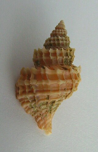 <i>Zeatrophon ambiguus</i> Species of gastropod