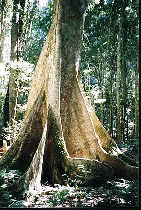 Yellow-Carrabeen-Baum im Werrikimbe-Nationalpark