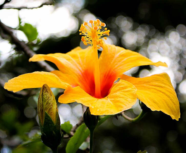 File:Yellow Hibiscus (Hibiscus).jpg