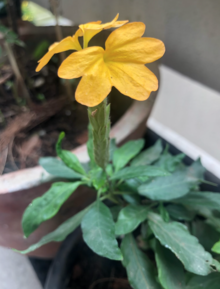 As potted plant Yellow Kanakambara flower.png