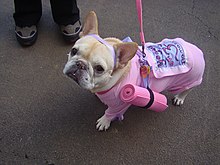 Dog in yoga costume complete with miniature yoga mat for the Carl Schurz Park Annual Halloween Howl, 2009, New York City Yoga dog (4045140609).jpg