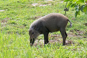Young Bornean Bearded Pig (27581236906).jpg
