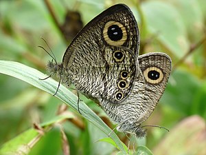 Ypthima huebneri (Common Four-ring)