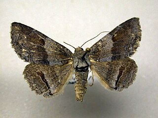 <i>Zale squamularis</i> Species of moth