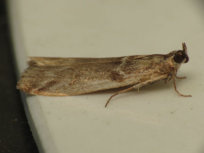 File:Zophodia grossulariella (8888901356).jpg