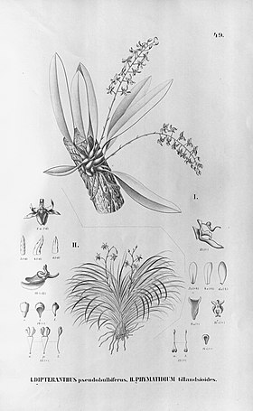 Zygostates pellucida (as Dipteranthus pseudobulbiferus) - Phymatidium falcifolium (as Phymatidium tillandsioides) - Fl.Br. 3-6-49.jpg