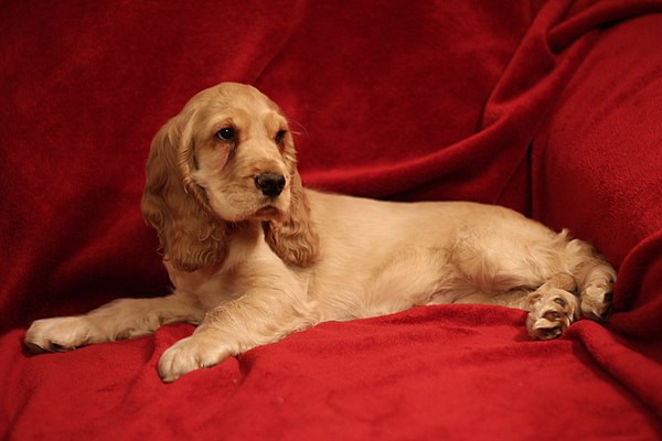 Red English Cocker Spaniel