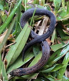 Description de l'image (Aspidura trachyprocta) Common rough-side Snake.jpg.