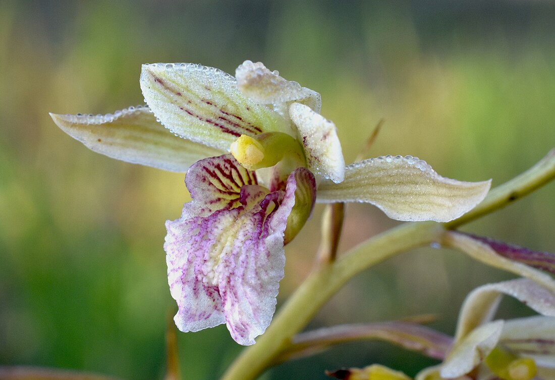 Eulophia bicallosa