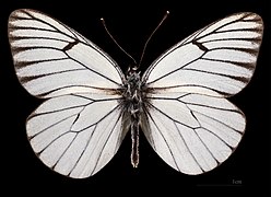 Aporia crataegi augusta – mounted specimen - male dorsal