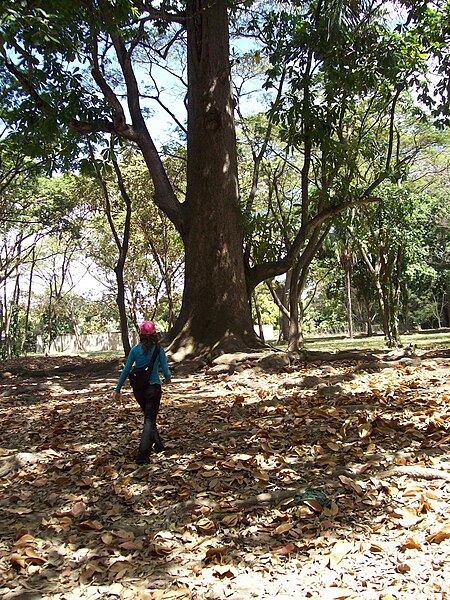 File:Árbol de Mijao (Anacadium excelsum) adulto. Quebrada de la Virgen. Guanare. Portuguesa.JPG