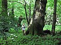 Mit 4,30 Metern Stammumfang, ca. 35 Metern Höhe der älteste Baum im Enkheimer Wald