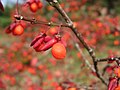 コマユミ（実） （ニシキギ科） Euonymus alatus f. striatus