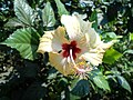 (Hibiscus rosa-sinensis) Yellow at Teruvupalli.JPG