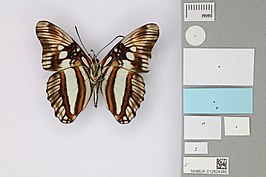 Adelpha margarita