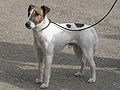 Fox Terrier smooth