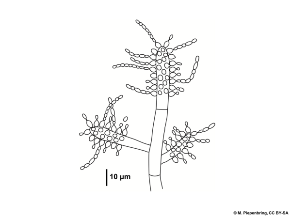 C 2c leaf-cutting ants, parasite Escovopsis weberi, conidiophore with conidia, Agaricales Basidiomycota (diagram by M. Piepenbring)