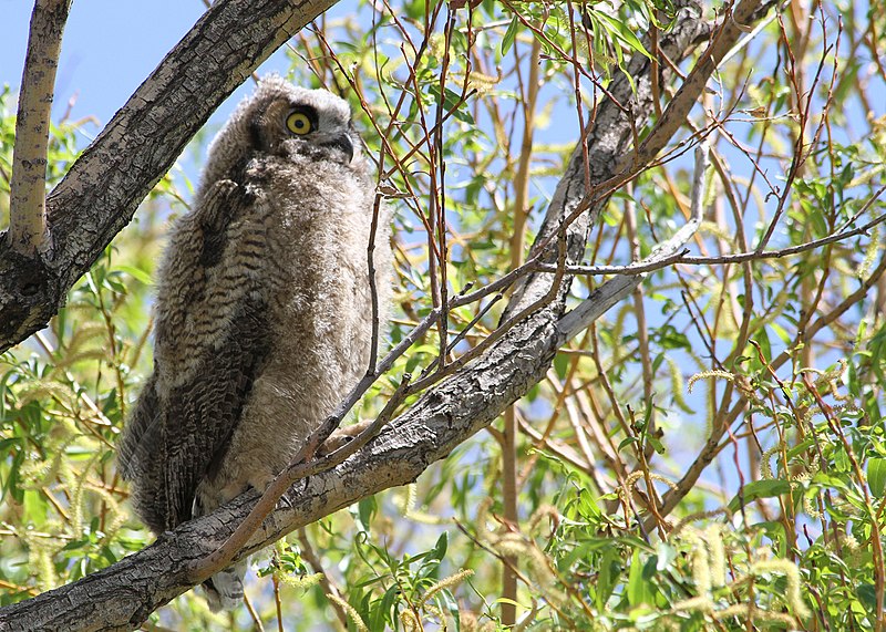 File:0429 great horned owlett munsel odfw (5806248286).jpg