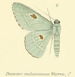 Dioscore melanomma